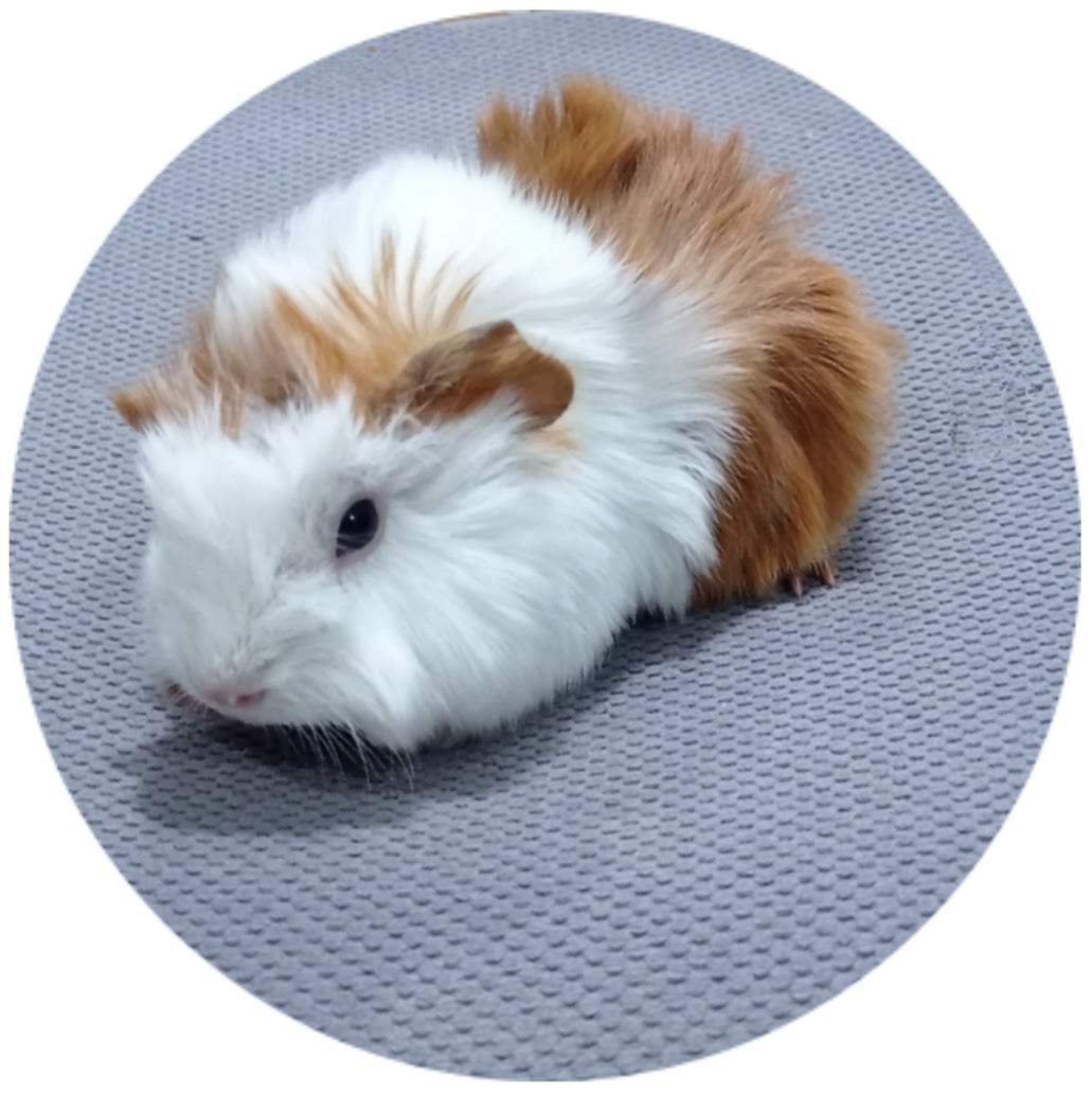 Guineapig tavşanı