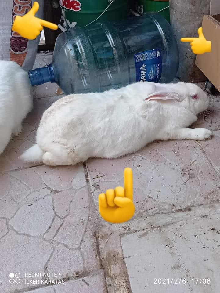 Zelanda (New Zealand Rabbit) tavşanı