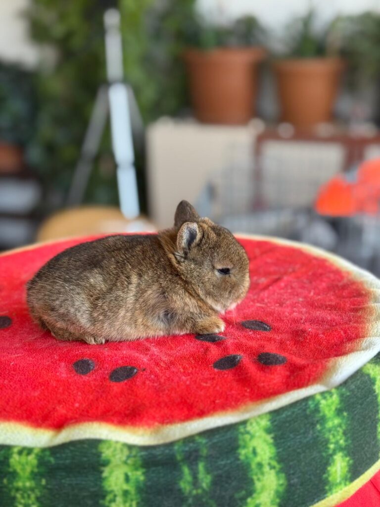 cüce tavşan netherland dwarf yavru