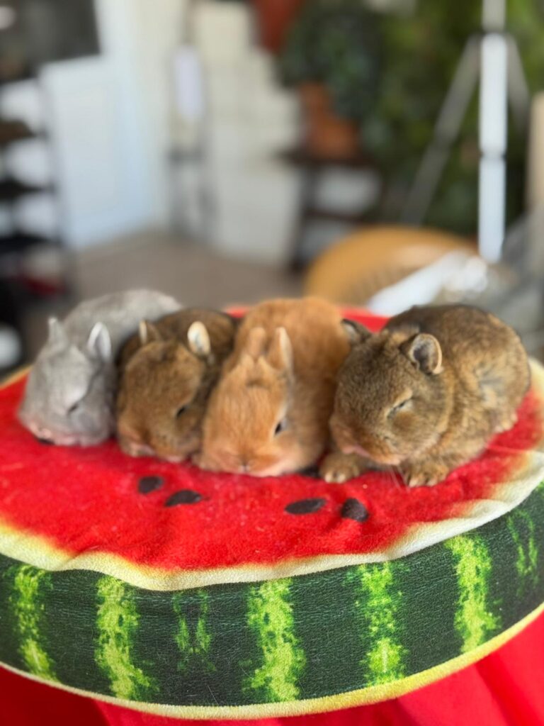 Ankara Cüce Tavşan (Netherland Dwarf) Özellikleri, Bakımı ve Sahiplendirme Rehberi 2026