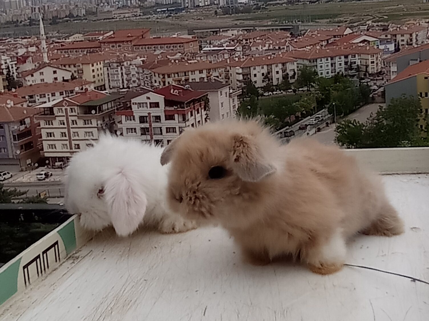 Ankara Lop Tavşanı Sahiplendirme Rehberi: Bilmeniz Gereken 7 Önemli Nokta
